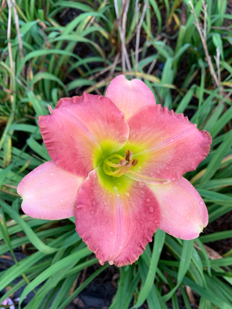 Best Kept Secret from RollingOaksDaylilies