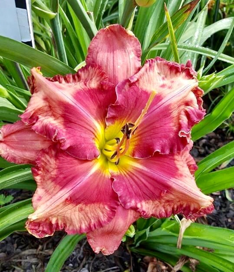 Buddy's Betty from RollingOaksDaylilies