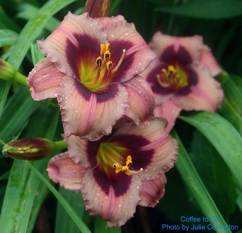 Coffee To Go from RollingOaksDaylilies