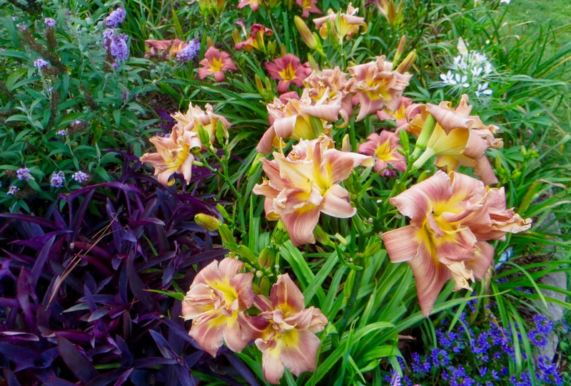 Coffee Frenzy from RollingOaksDaylilies