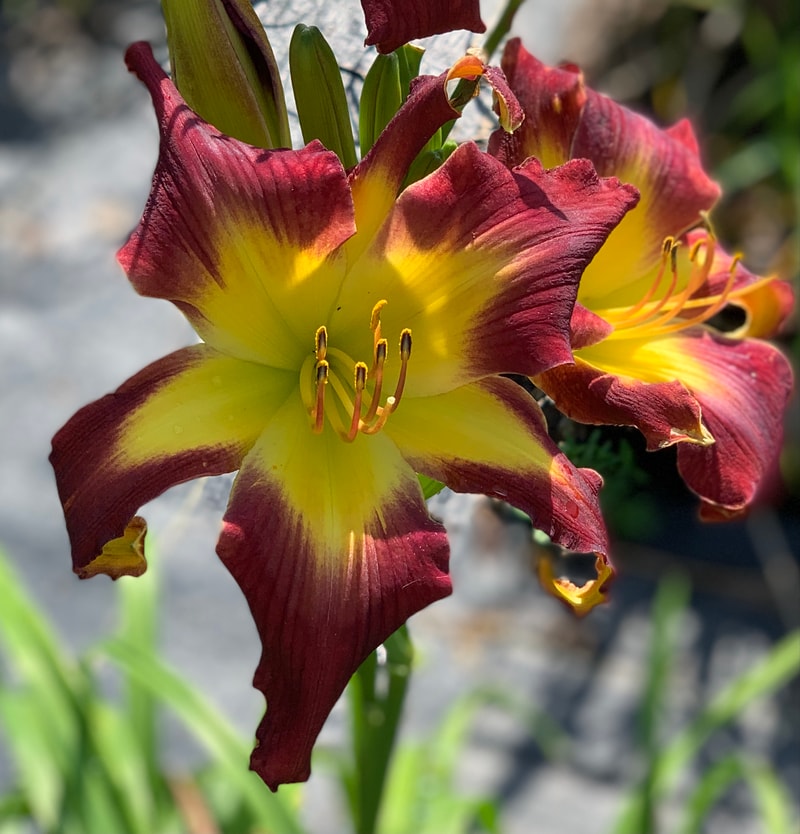 Rolling Oaks Star Girl from RollingOaksDaylilies