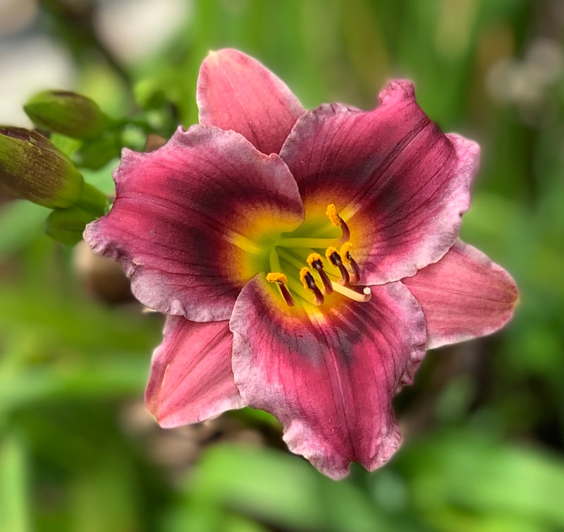 A Little Bit Famous from RollingOaksDaylilies