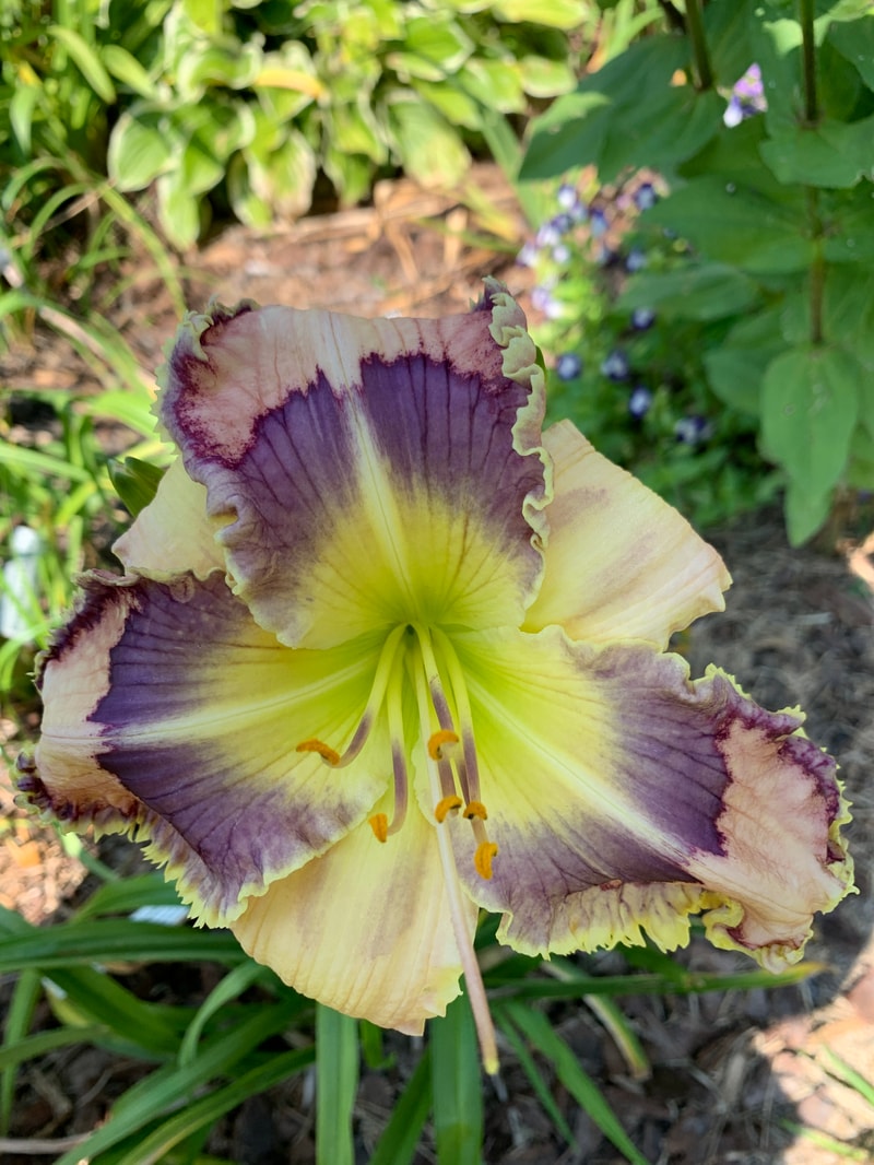 The Glowing Fields from RollingOaksDaylilies