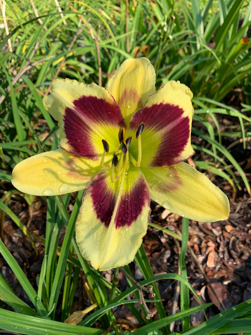Tar And Feather from RollingOaksDaylilies