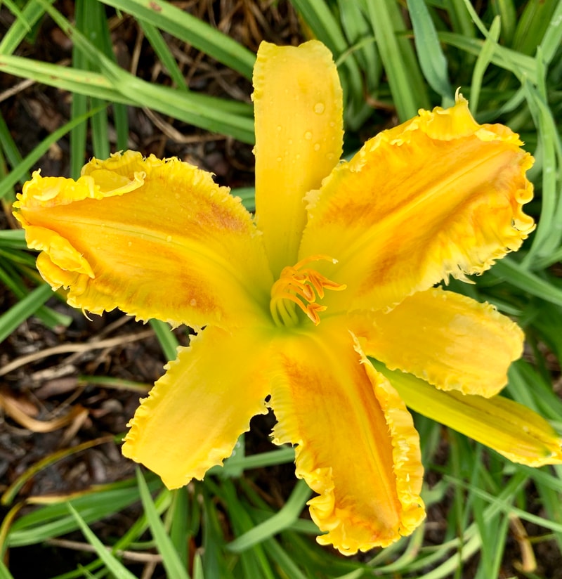 Heman from RollingOaksDaylilies