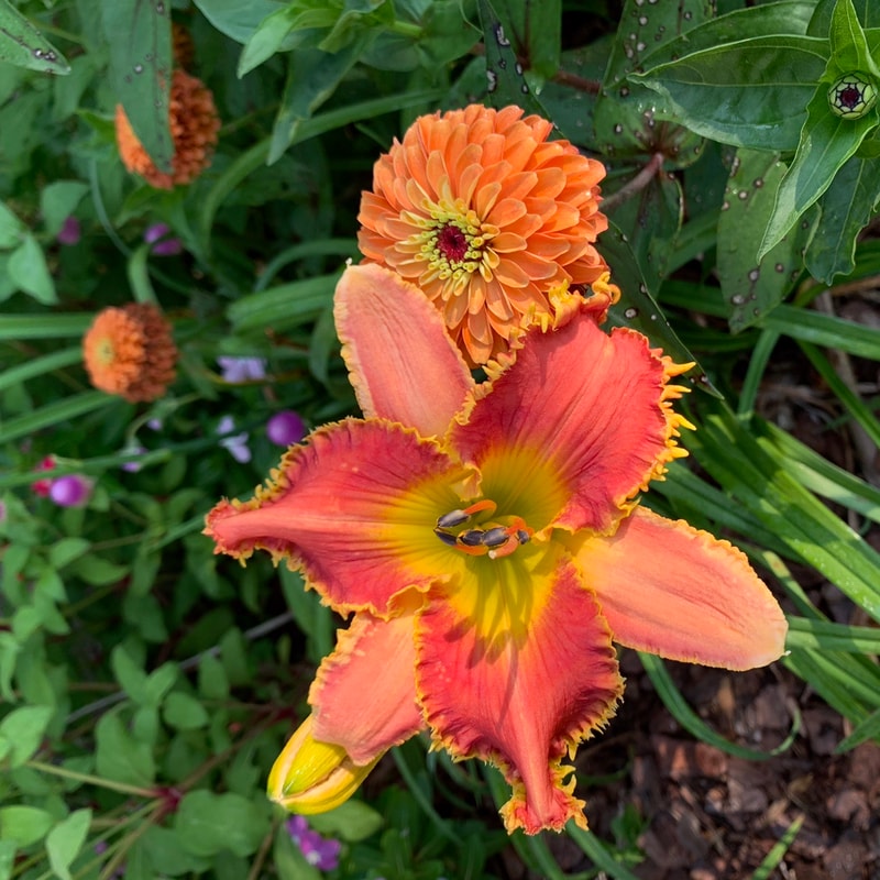 Rim Of Fire from RollingOaksDaylilies