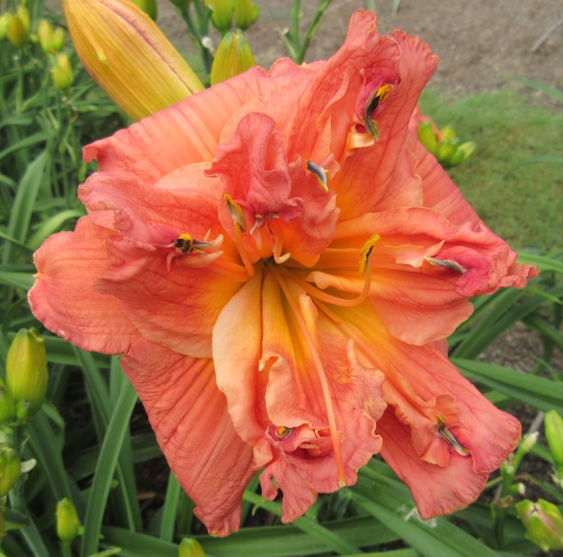 Legacy Of Life from RollingOaksDaylilies