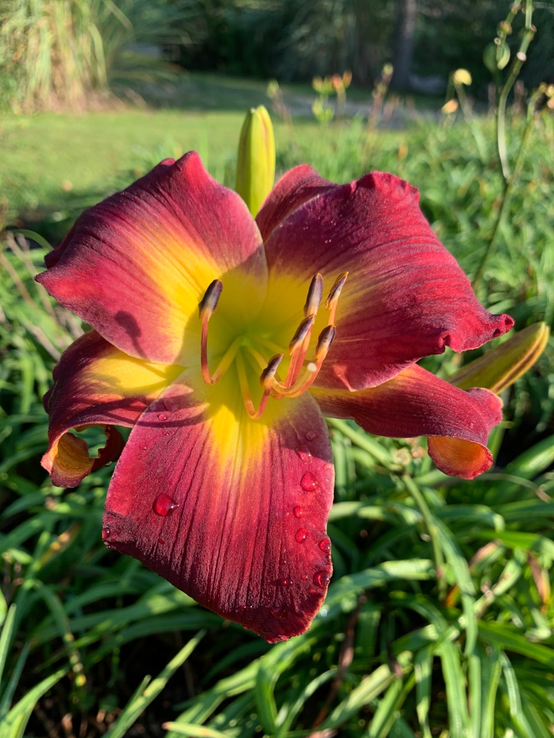 Rolling Oaks Star Girl from RollingOaksDaylilies