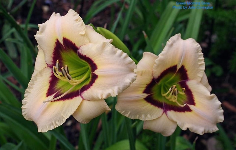 Green Morning Glow from RollingOaksDaylilies