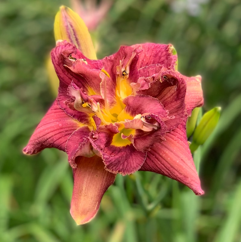 Right Friendly from RollingOaksDaylilies