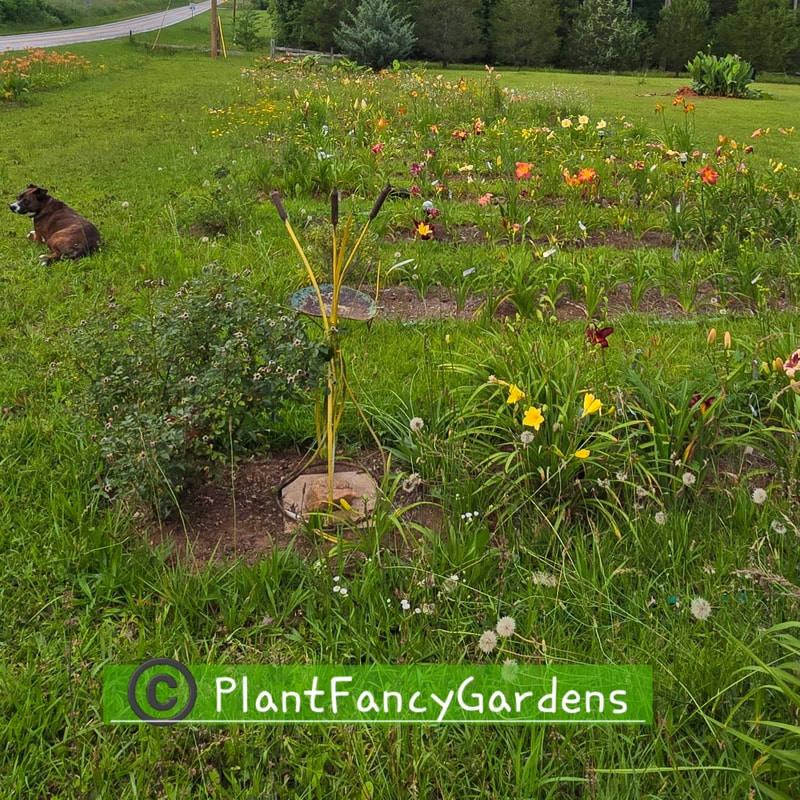 PlantFancyGardens catalog image