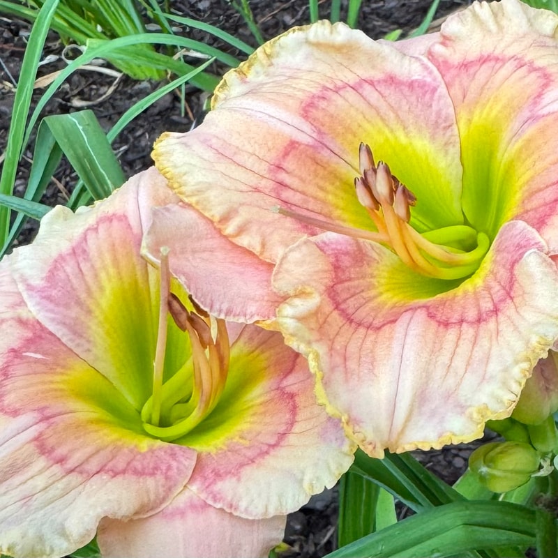 Wood Branch Daylilies catalog image