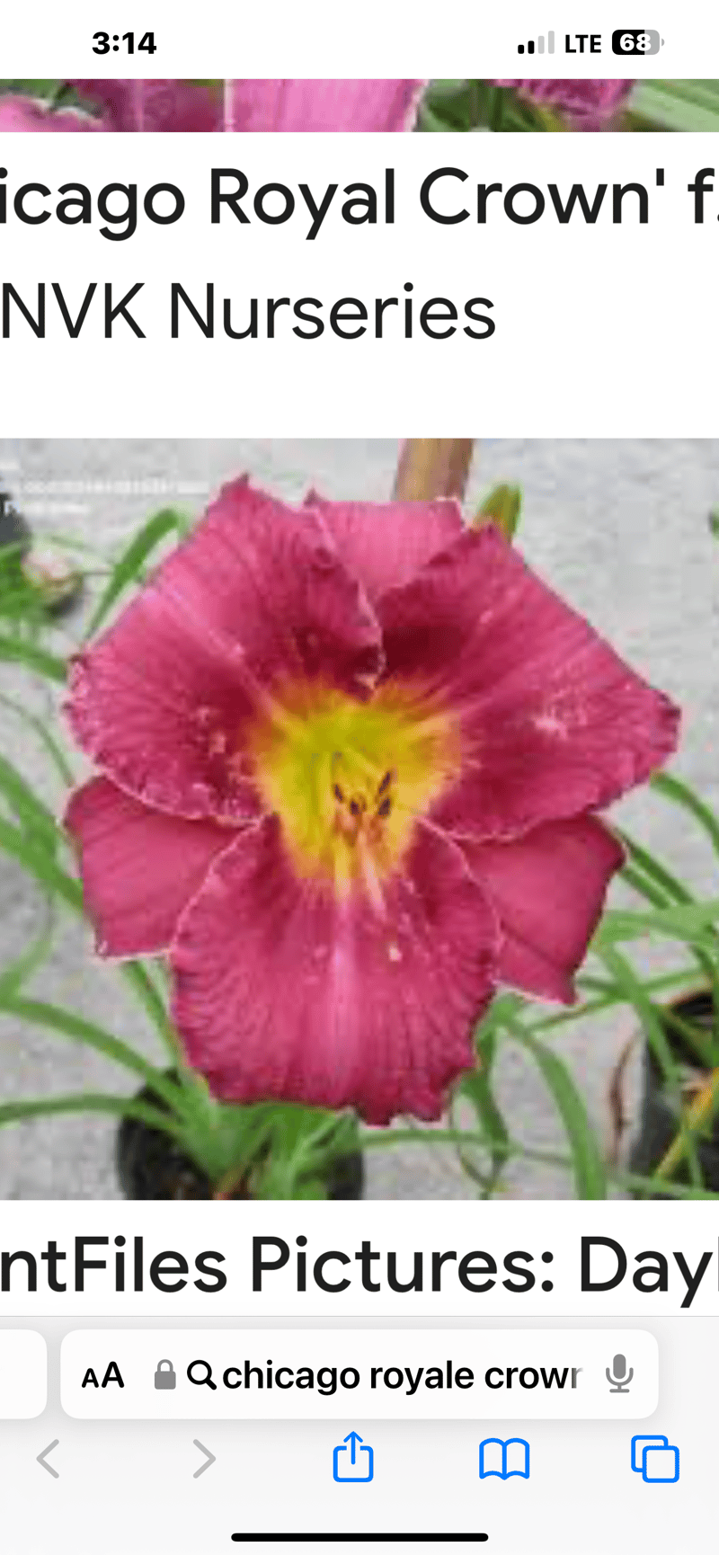 Chicago Royal Crown from Ponderosagardener