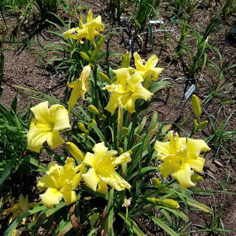 Topguns Lemon Wiggler from RitaBeesGardens