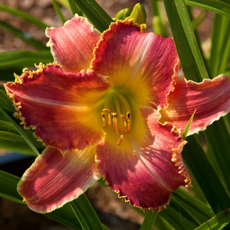A Crimson Roar from RitaBeesGardens