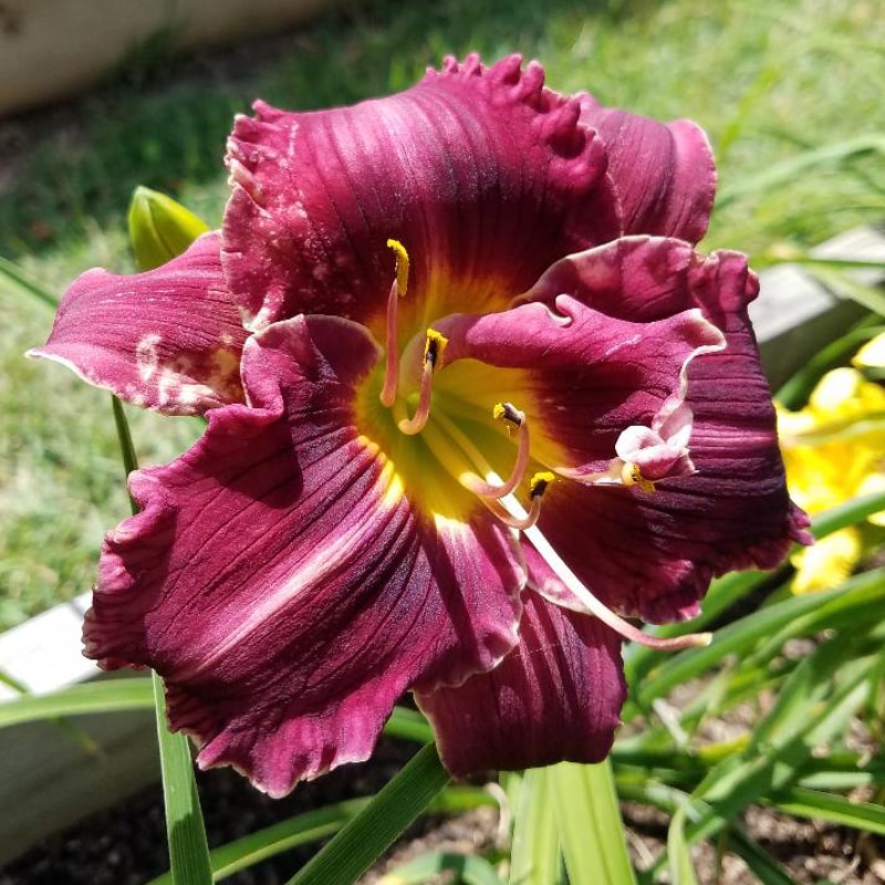 Marion Tyus from RitaBeesGardens