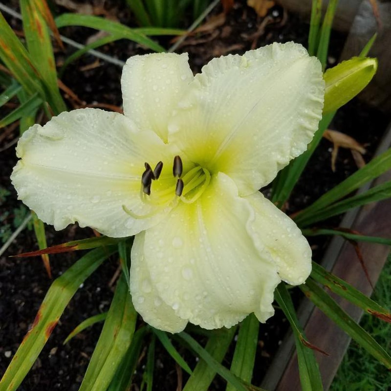 Sunday Gloves from RitaBeesGardens