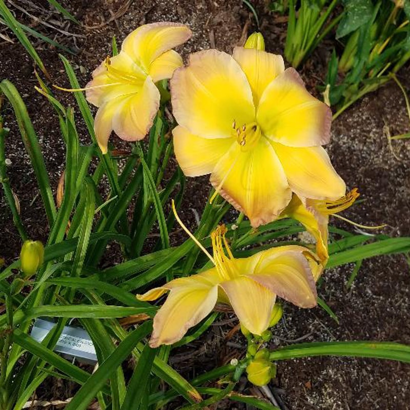 Substantial Evidence from RitaBeesGardens