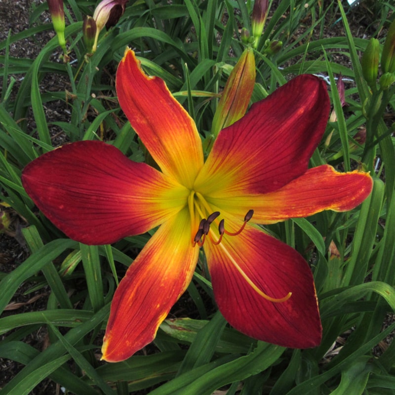 Open Hearth from RitaBeesGardens