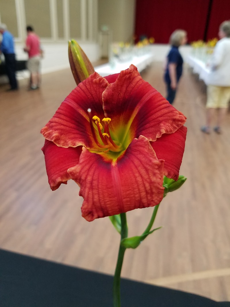 Dietmar's Wisdom from RitaBeesGardens