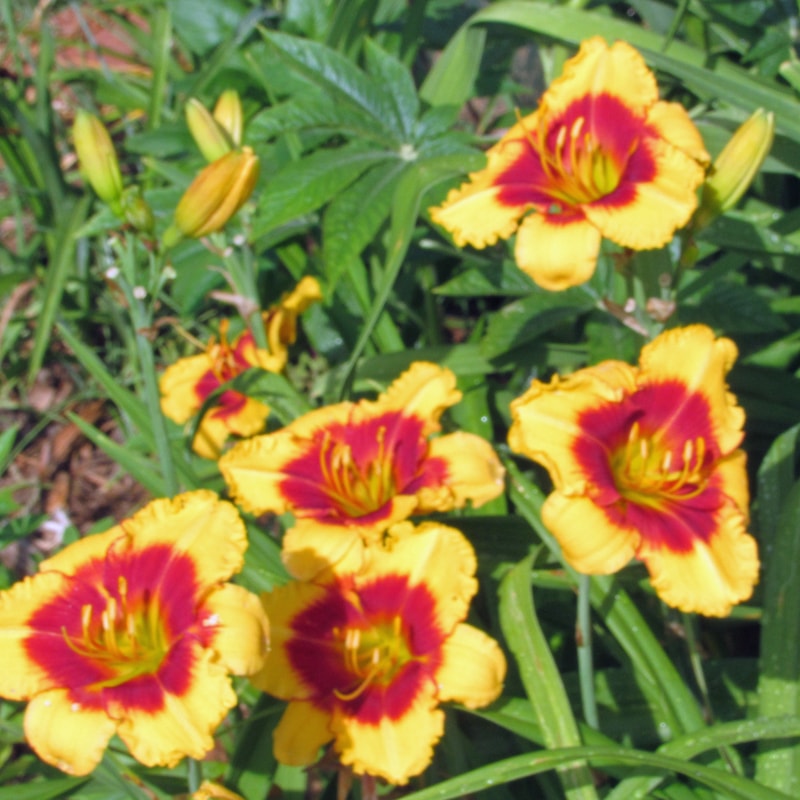 Renegade Lady from RitaBeesGardens