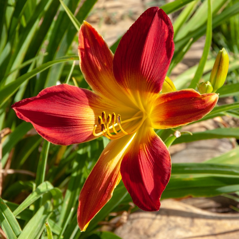 Open Hearth from RitaBeesGardens