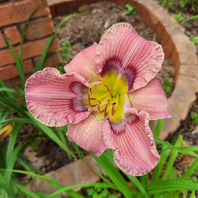 Rainbow Factory from RitaBeesGardens