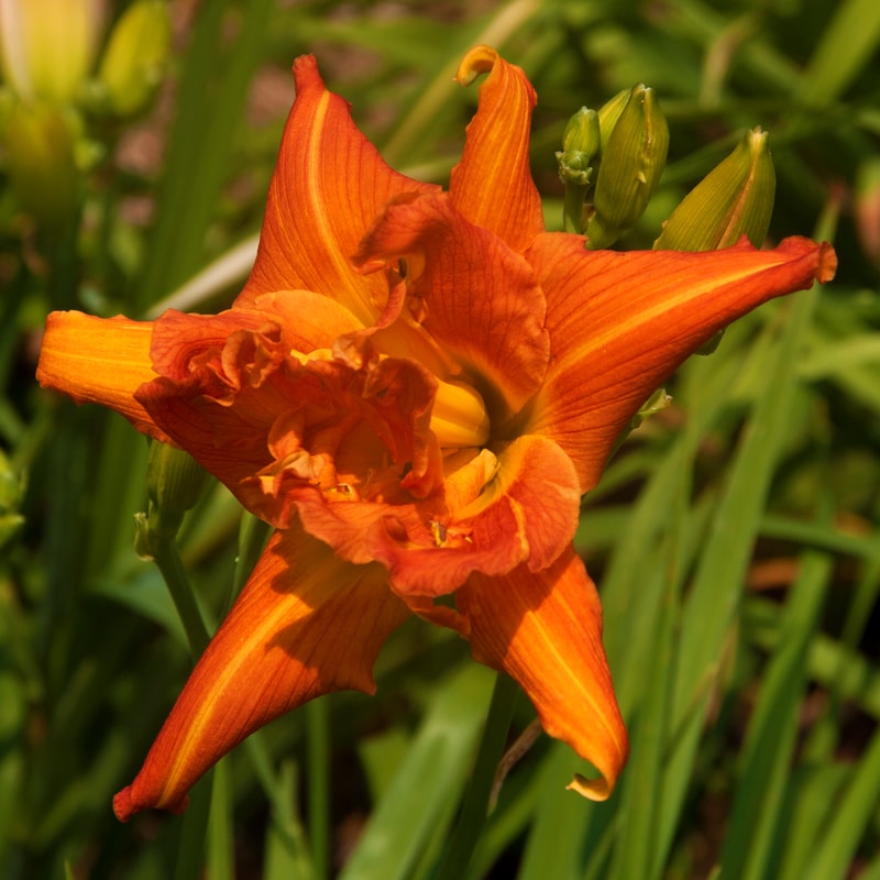 Tangerine Twirl Cupcake from RitaBeesGardens