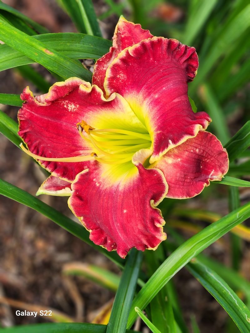 Yuletide Magic from RitaBeesGardens