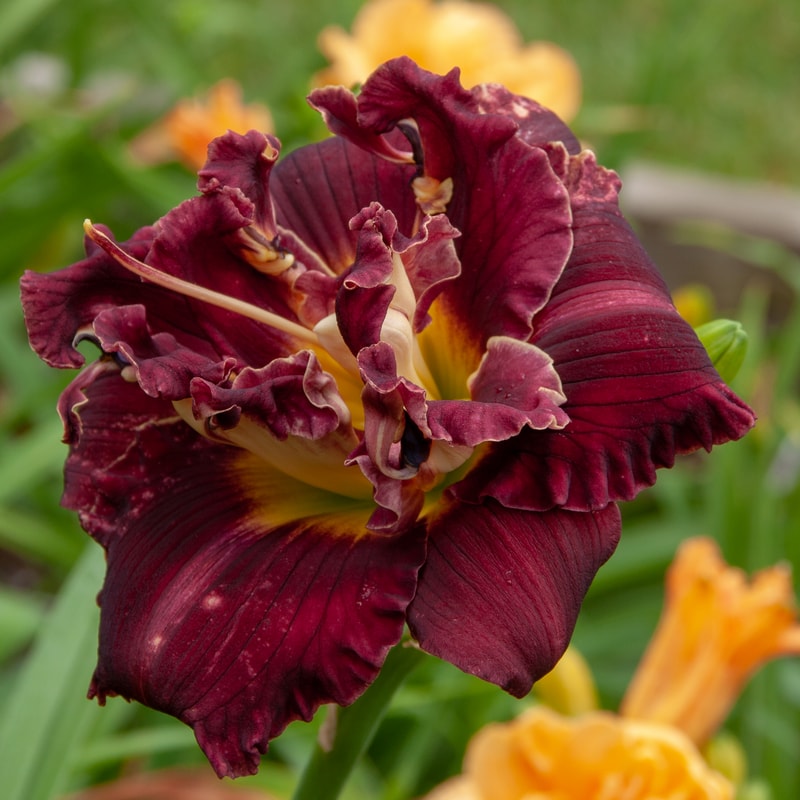 Marion Tyus from RitaBeesGardens