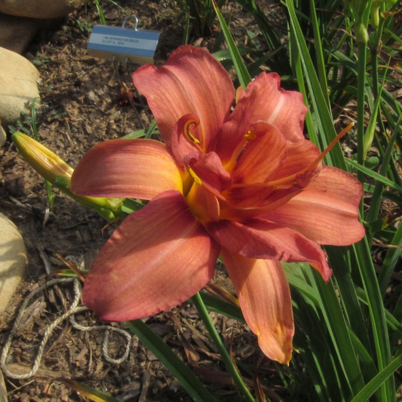 Double Glamour from RitaBeesGardens