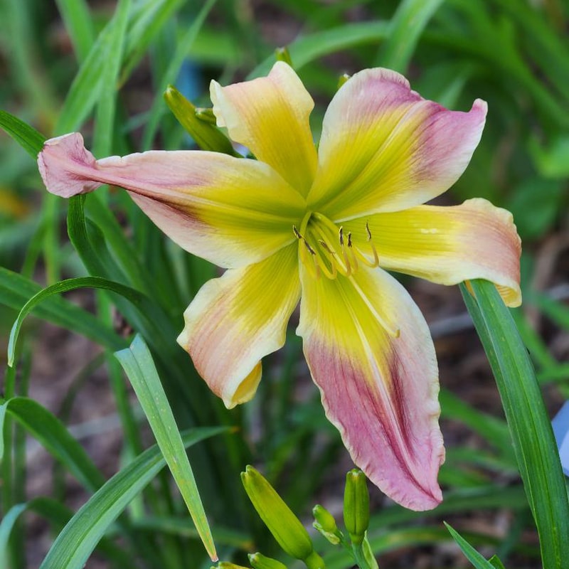 Katisue Herrington from RitaBeesGardens