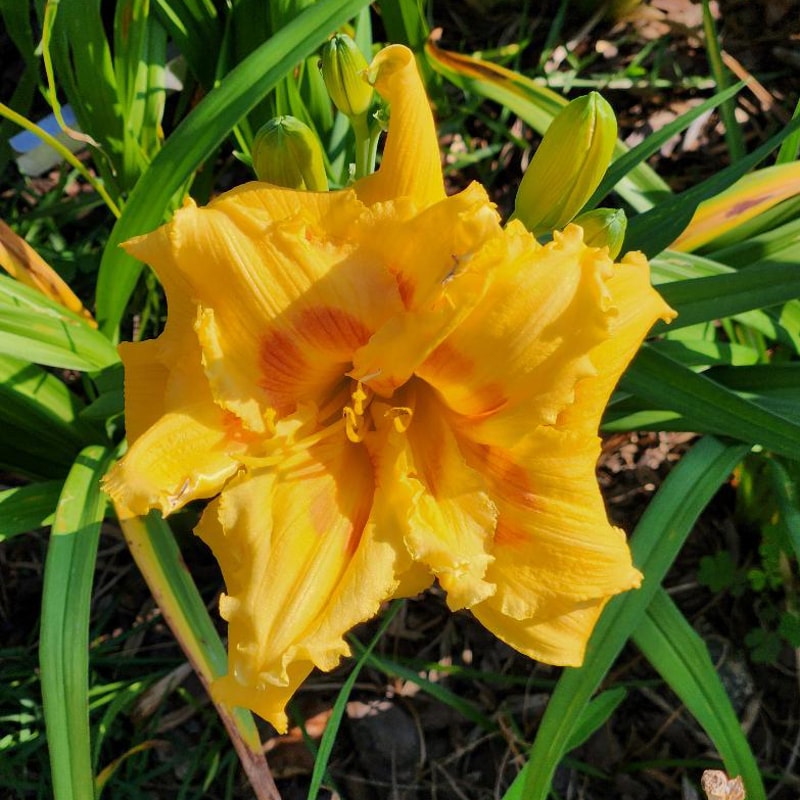 Rockydell's Wendi Cherie from RitaBeesGardens