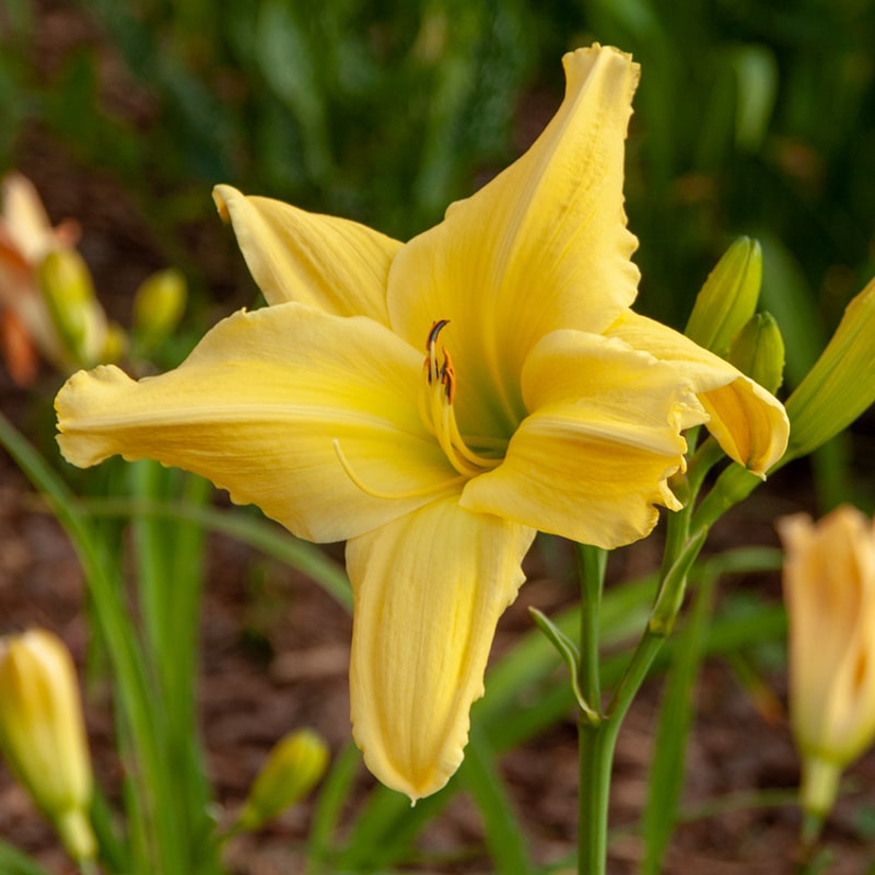 Winning Ways from RitaBeesGardens