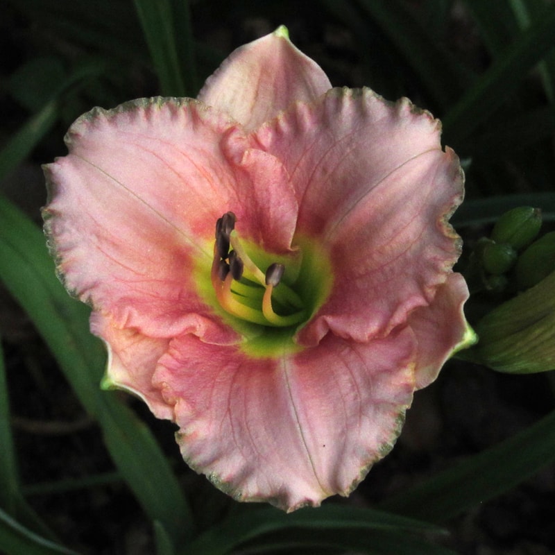 Siloam Pink Petite from RitaBeesGardens