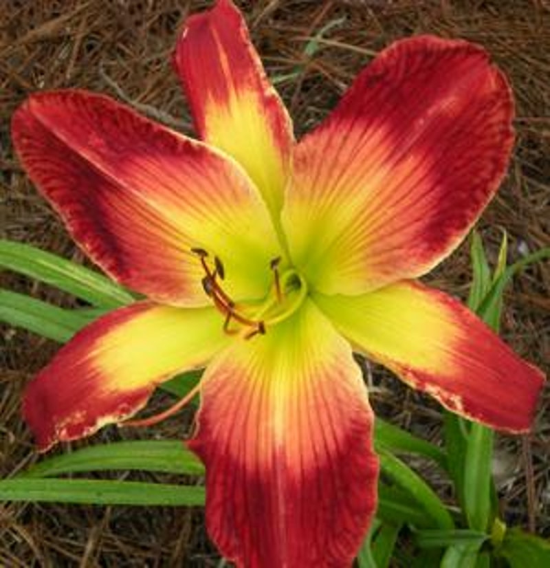 Ruby Spider from RitaBeesGardens