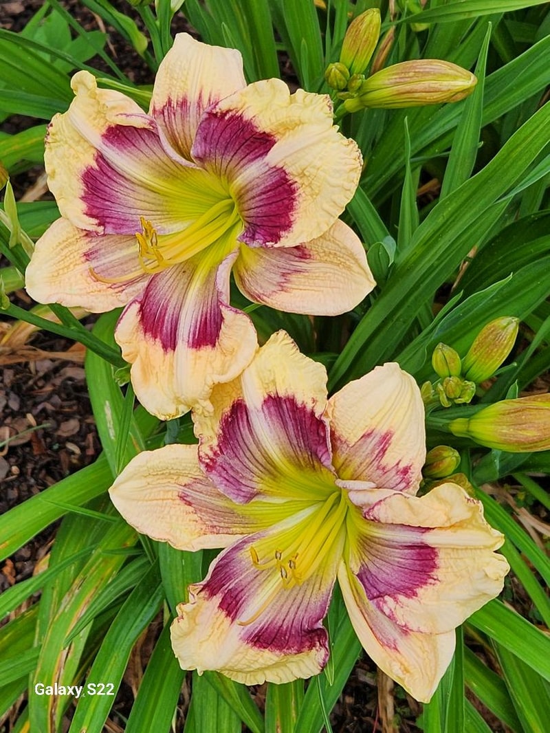 Mage's Memories from RitaBeesGardens