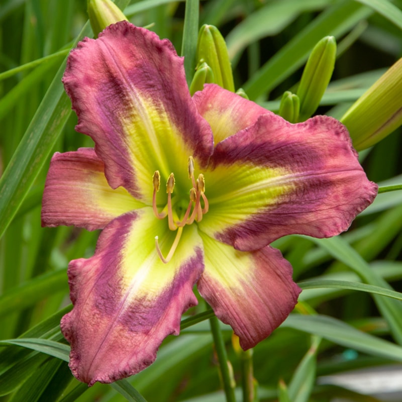 Galactic Green from RitaBeesGardens