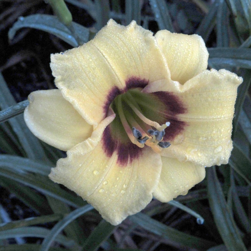 Siloam June Bug from RitaBeesGardens