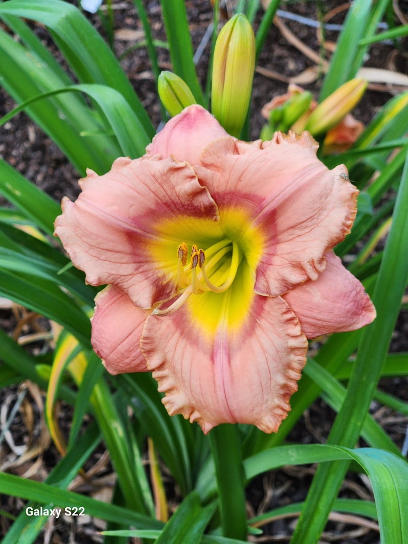 Elegant Candy from RitaBeesGardens