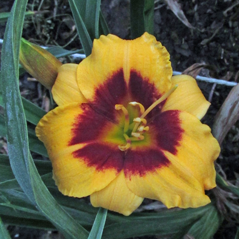 Witch's Honey from RitaBeesGardens