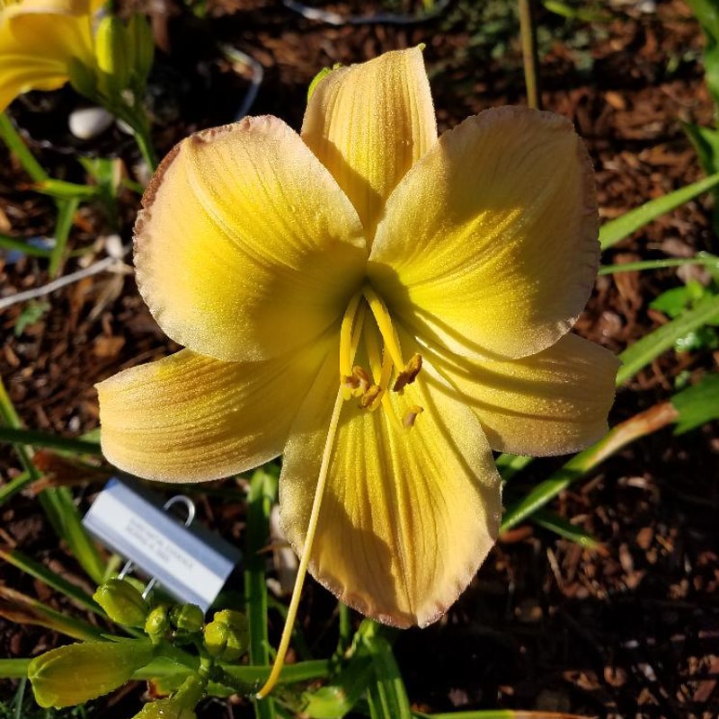 Substantial Evidence from RitaBeesGardens