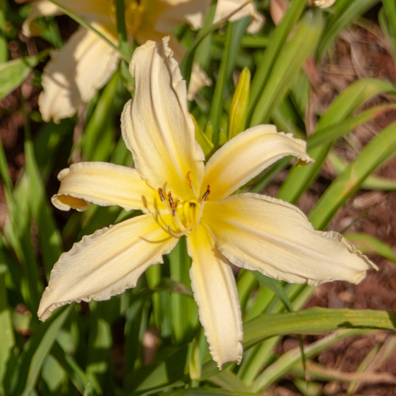 Lemon Curls from RitaBeesGardens