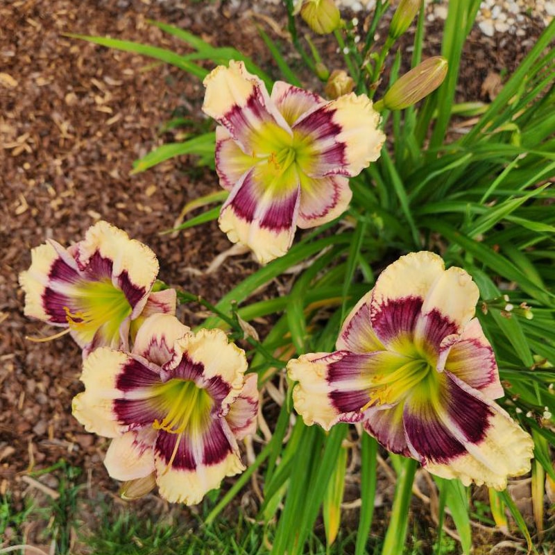 Mage's Memories from RitaBeesGardens