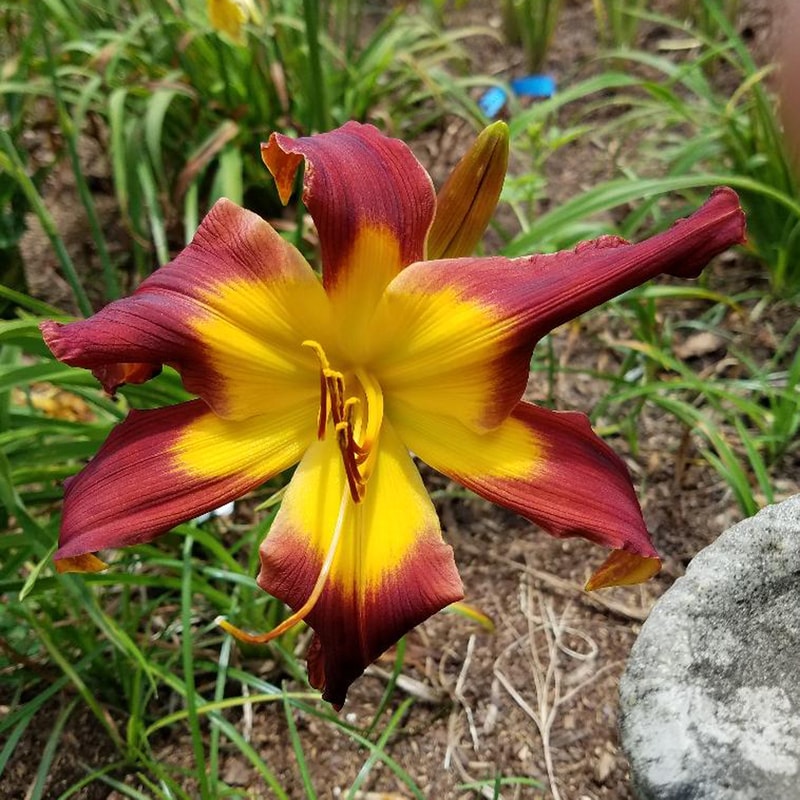 Gopher It from RitaBeesGardens