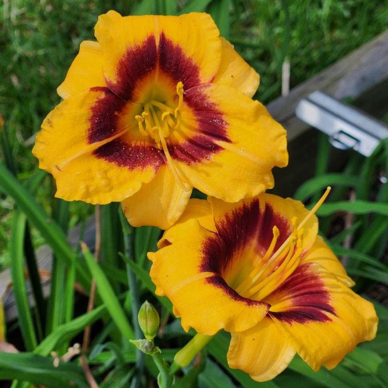 Witch's Honey from RitaBeesGardens