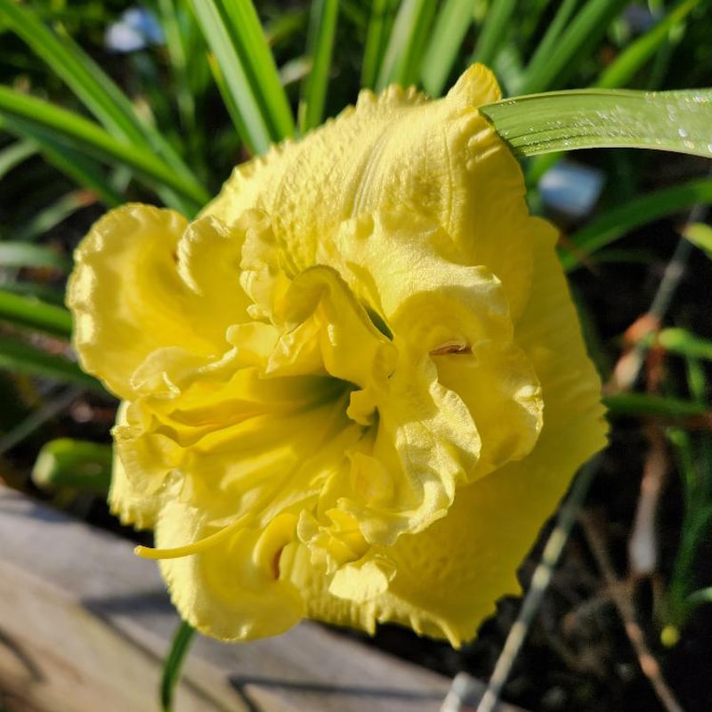 Cabbage Flower from RitaBeesGardens