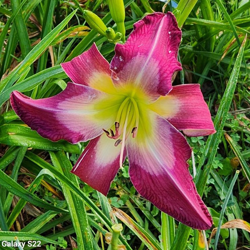 White Eyes Pink Dragon from RitaBeesGardens