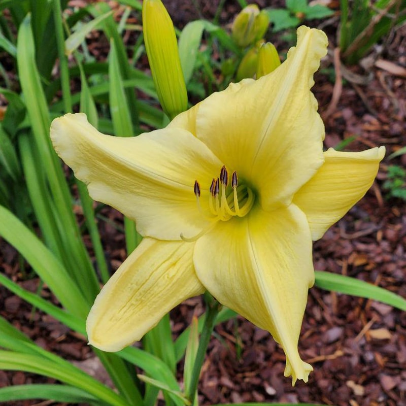 Winning Ways from RitaBeesGardens