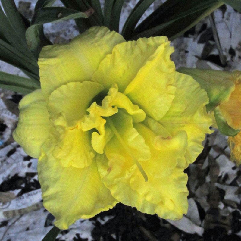 Cabbage Flower from RitaBeesGardens